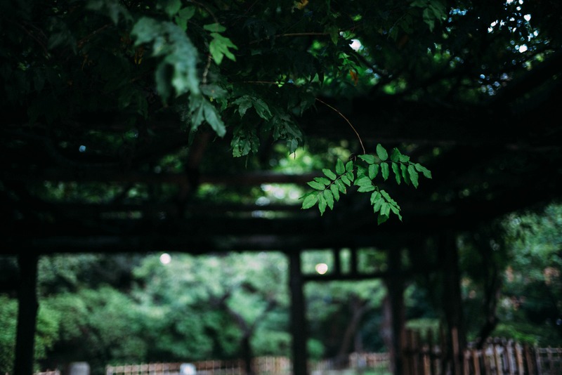 Whispers of Greenery