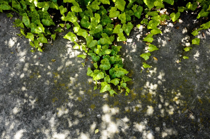 Nature's Embrace