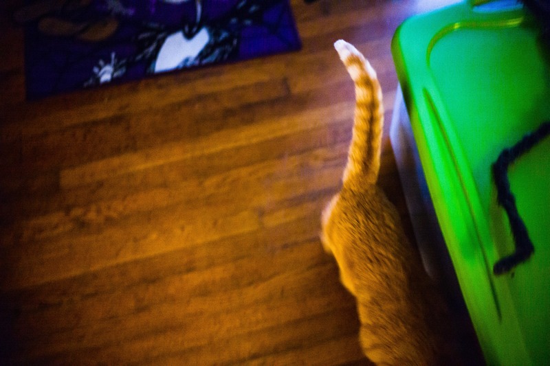 Whiskered Wanderer