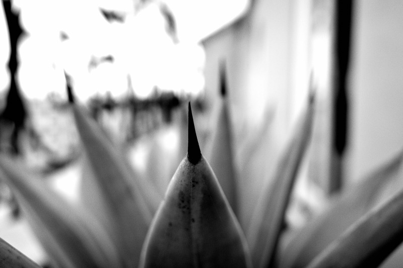 Prickly Elegance