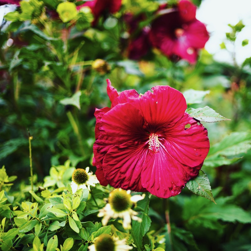 Blooming Boldness