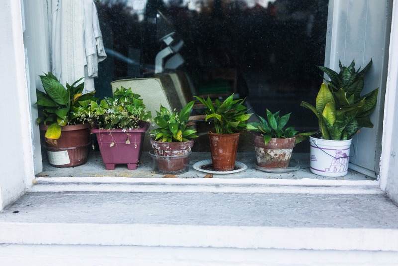 Urban Greenery