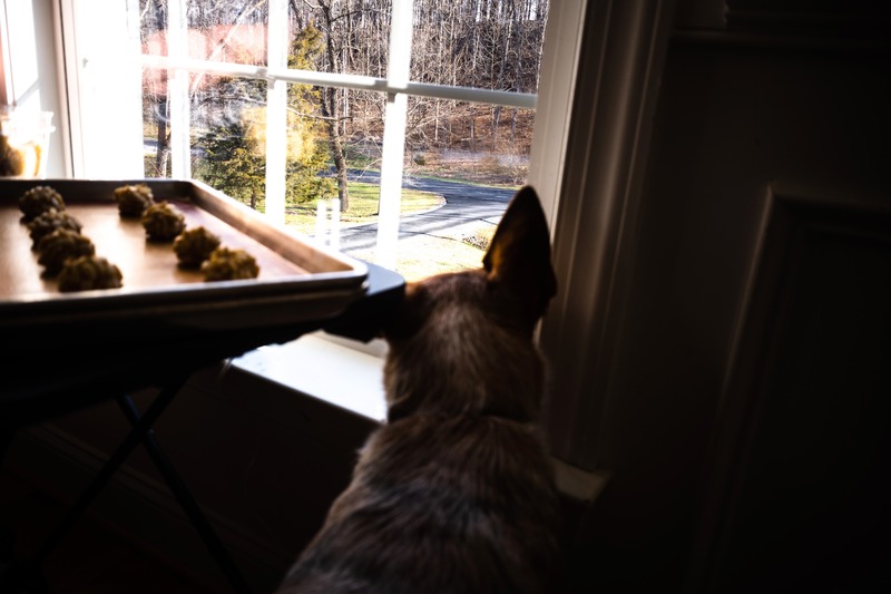 A Waiting Companion
