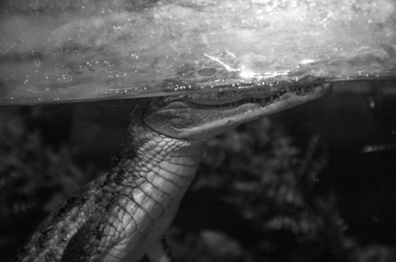 Underwater Repose