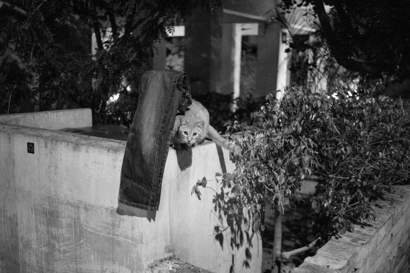 Nocturnal Encounter
