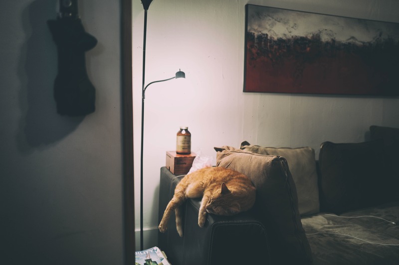 Cozy Cat Nap