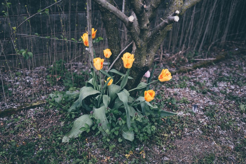 Blooming Resilience