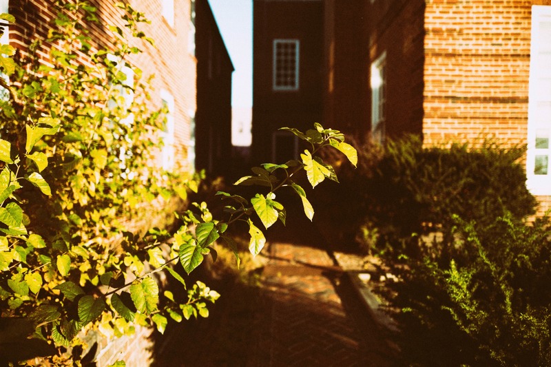 Whispers of Green