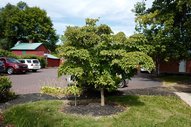 A Serene Parking Lot Retreat
