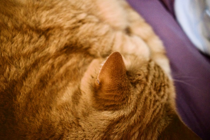 Cozy Cat Nap