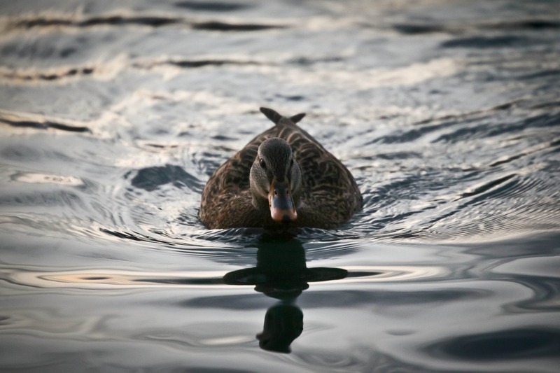 Serene Waters