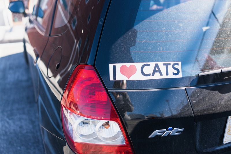 Passion for Felines