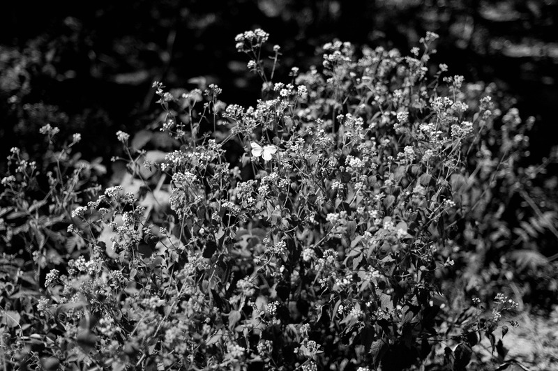 Whispers of Blossoms