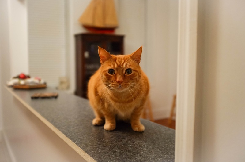 Watchful Gaze