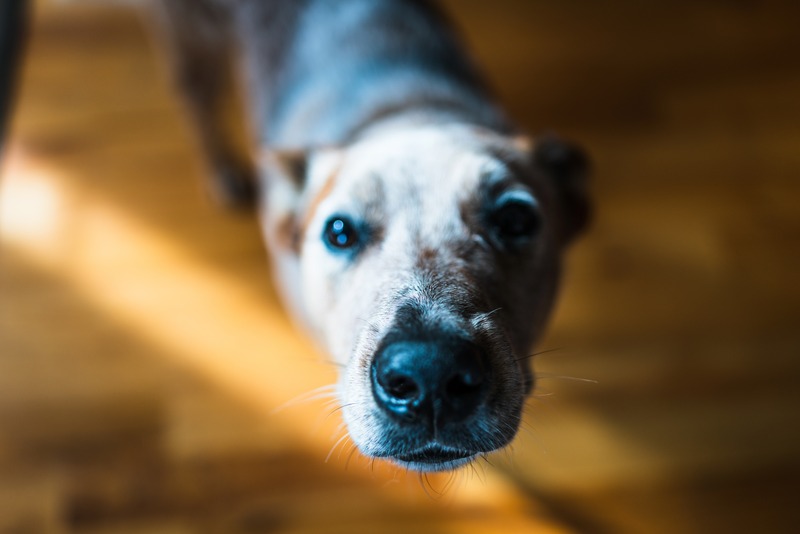 Curious Canine Gaze