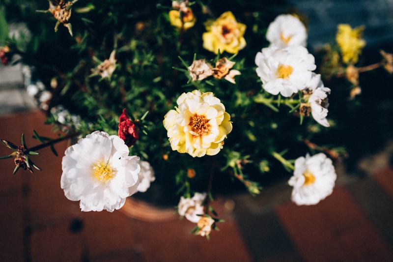 Blossoms in Light