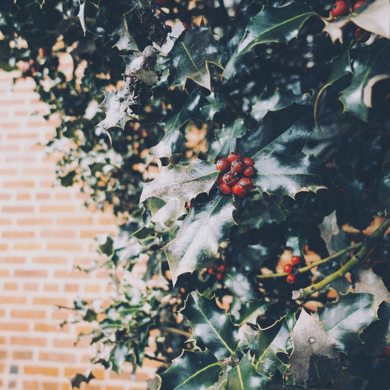 Holly in Soft Light