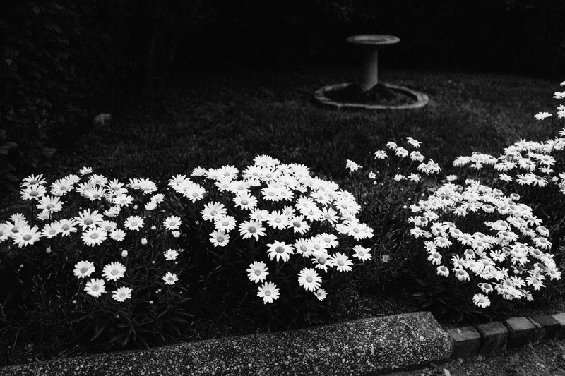 Garden of Shadows