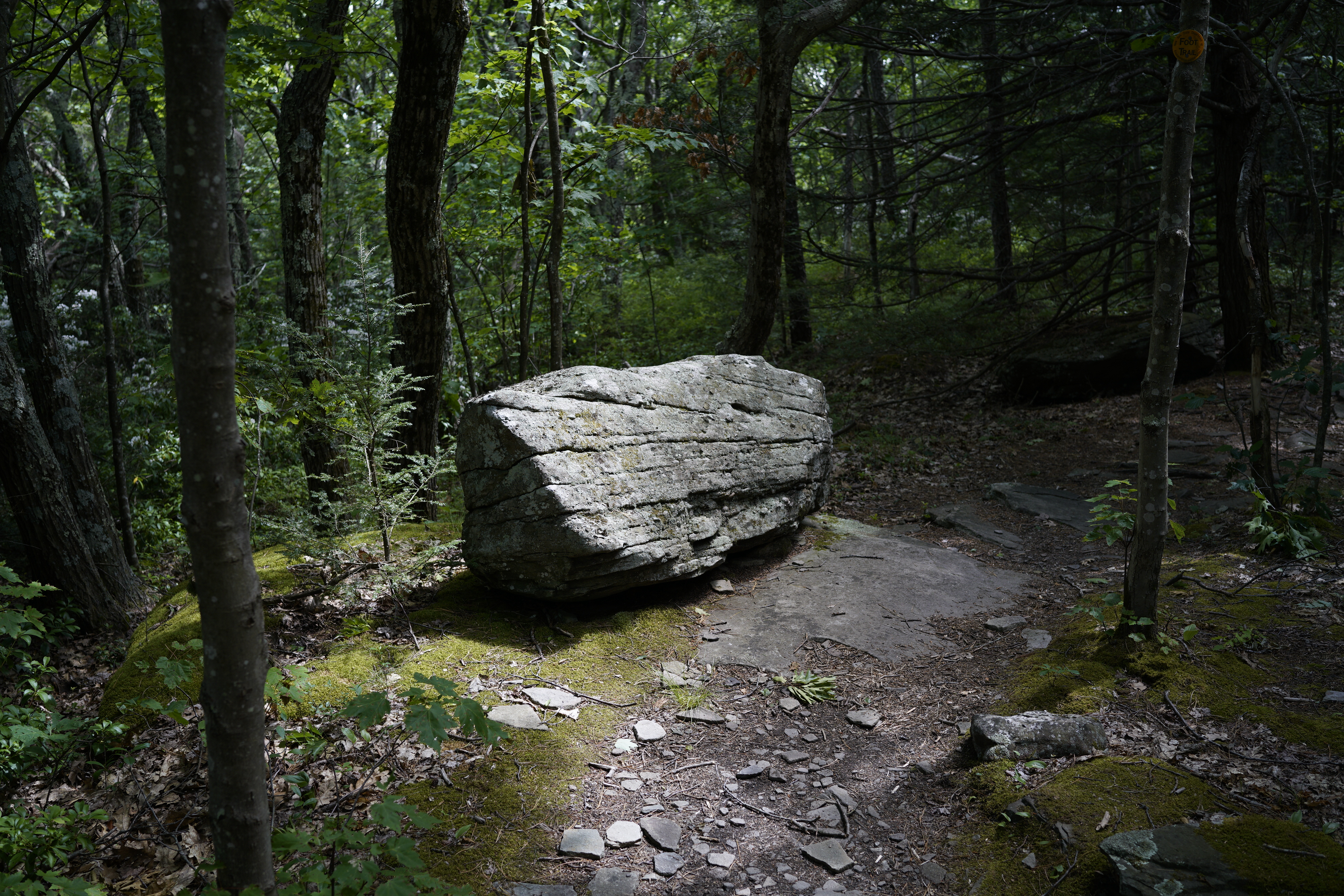 large rock in the forest
