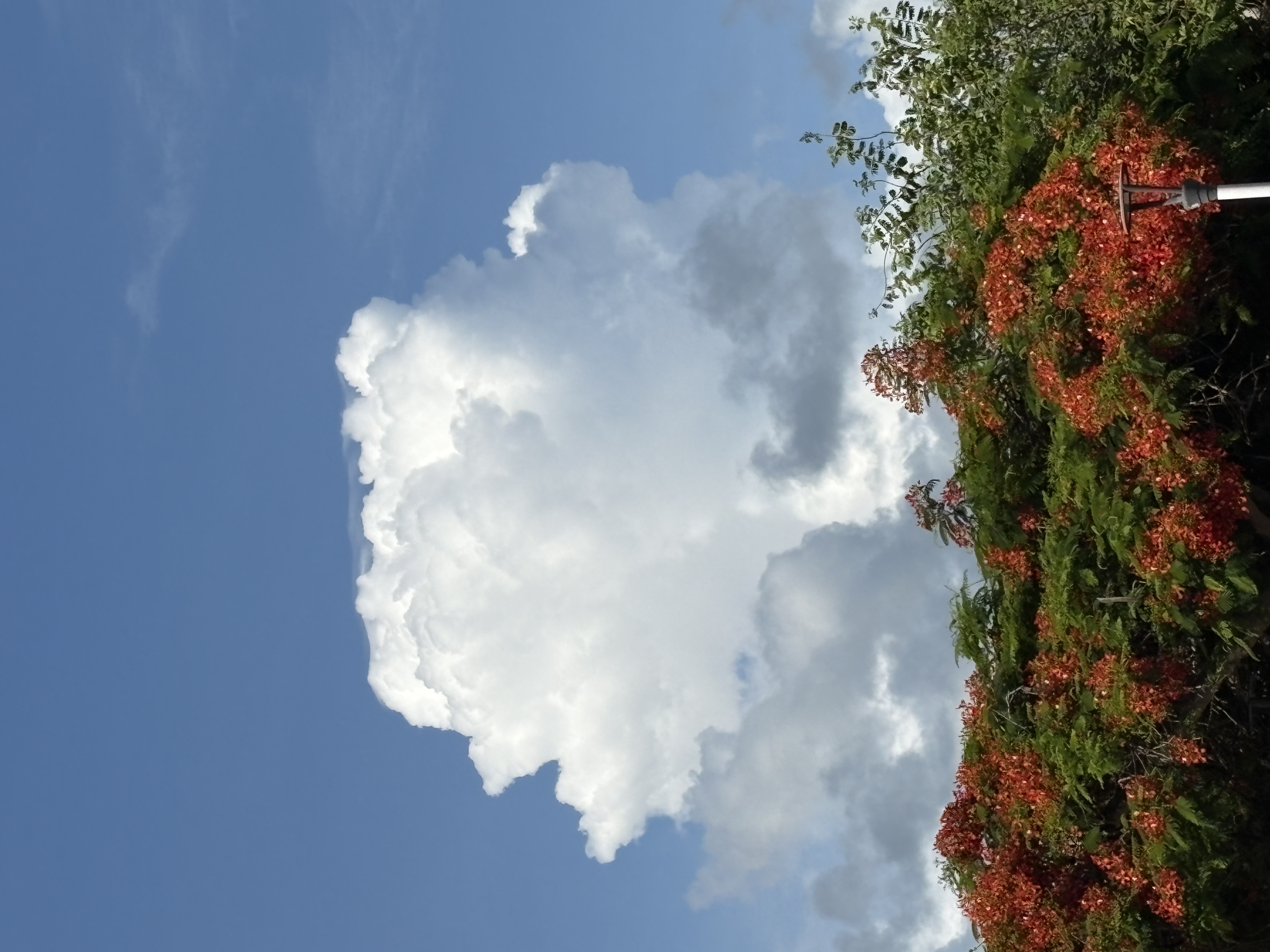 Large cloud over flowering trees