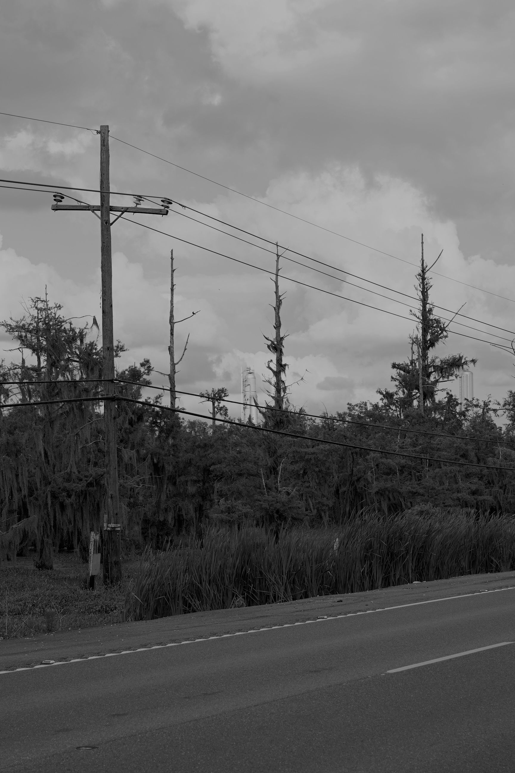 refinery behind trees