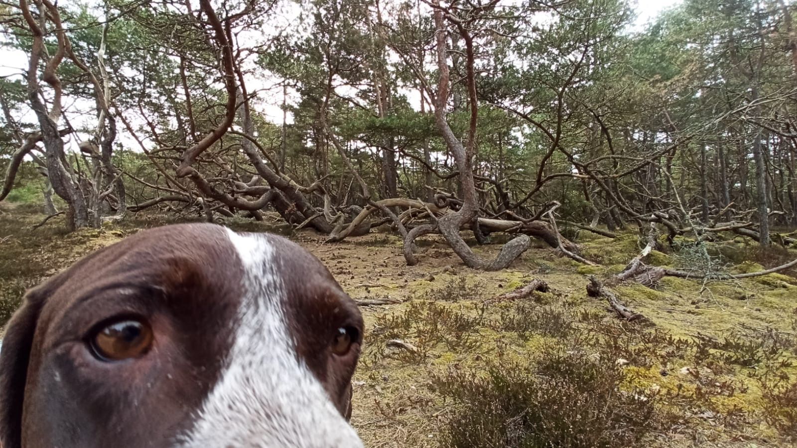 doh in front of twisted trees