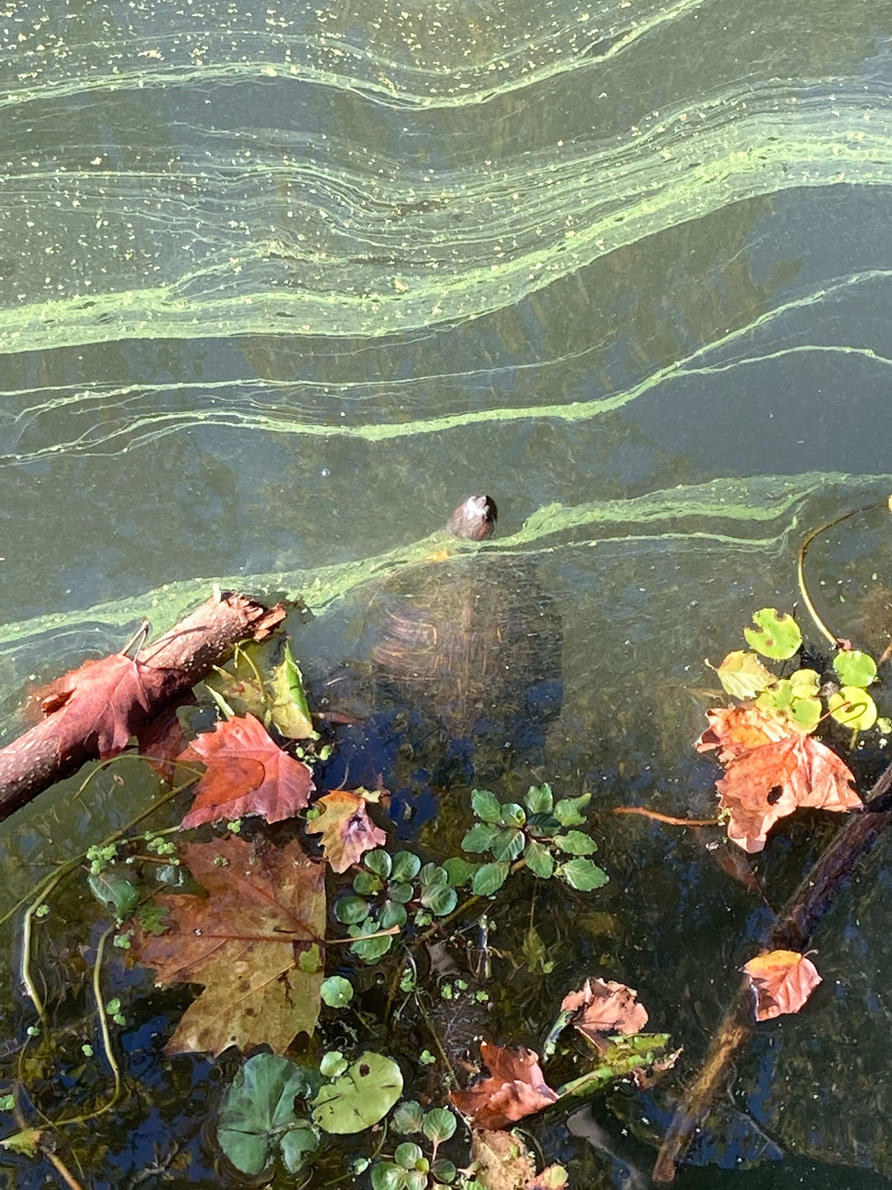 turtle peaking its head out of a pond