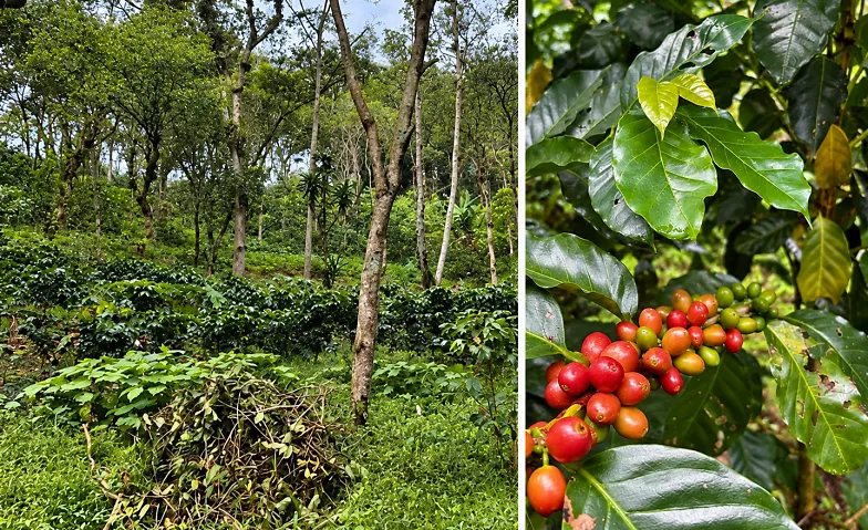 What Could a Sustainable Coffee Value Chain Look Like?