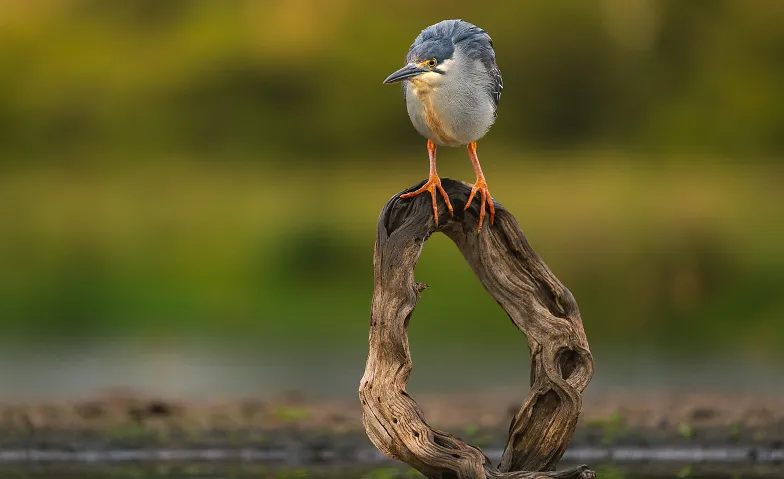 Alpha Academy: The Art of Bird Photography