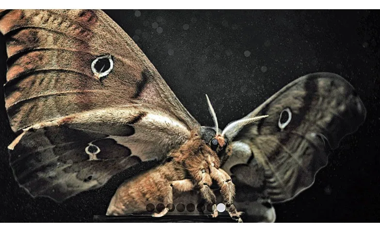 Insekten - Helden im Verborgenen