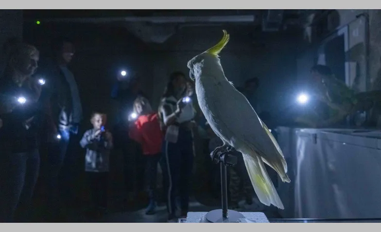 Nachts im Museum: Streifzug im Schein der Taschenlampe