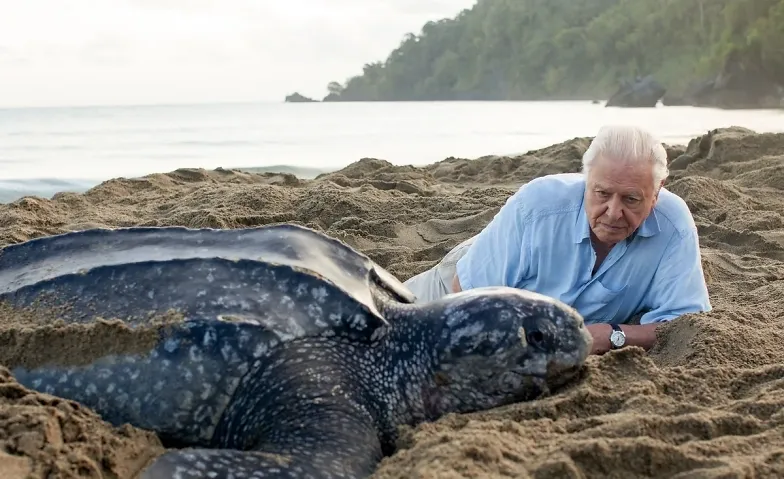 Schulvorstellung - Ocean with David Attenborough (Englisch)