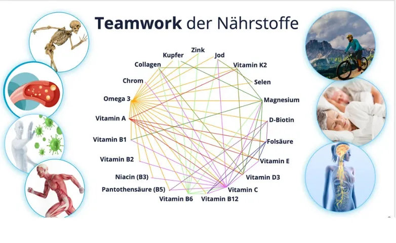 Energie aus jeder Zelle - Teamwork der Nährstoffe
