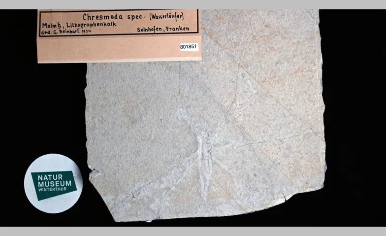 Fossile Krabbler: Eine Erfolgsgeschichte der Evolution