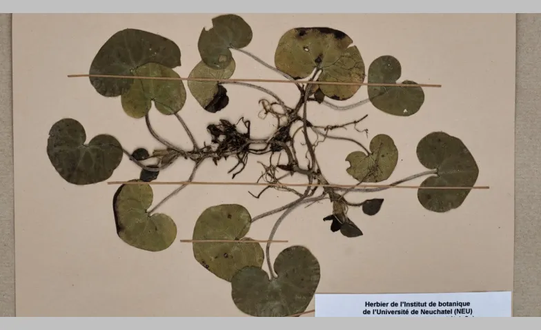 Botanische Schätze im Naturmuseum St. Gallen - mit Garten Ca