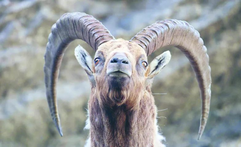 Derborence – Le temps des animaux