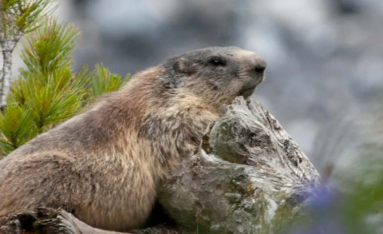 Ein Schatz der Natur – der Schweizerische Nationalpark