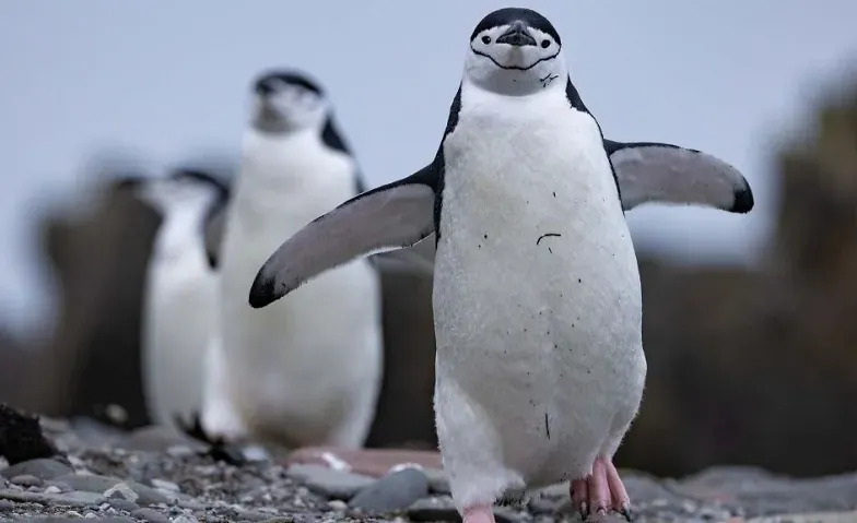 Schulvorstellung - Die Geheimnisvolle Welt der Pinguine