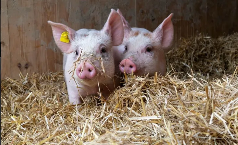 Vondue with Pigs