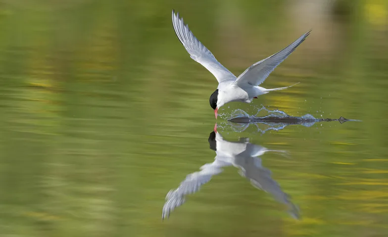 Naturfotografie in Island – ein Fotograf im Hoch und Tief