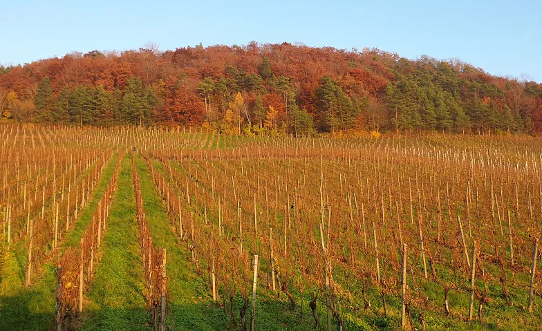 Mittwochnachmittag im Weinbaumuseum
