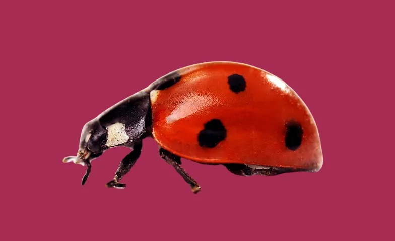 Gwunderstunde: Rot