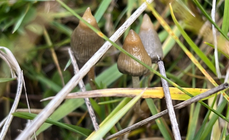 WILD FUNGI FOREST TOURS / LEARN THE ART OF MUSHROOM HUNTING
