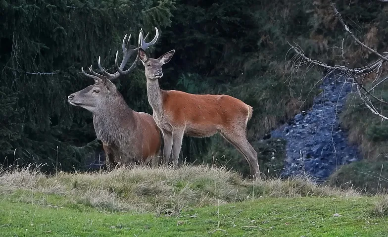 Führung durch die Sonderausstellung «Wild.Wald.Wir.»