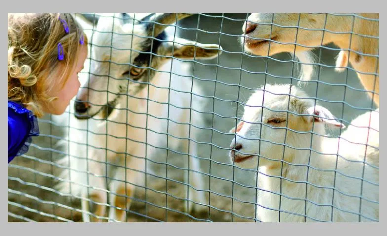 Wie lange können Tiere leben?