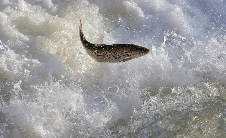 Fischen auf der Spur - Ihre Wanderungen verstehen & schützen