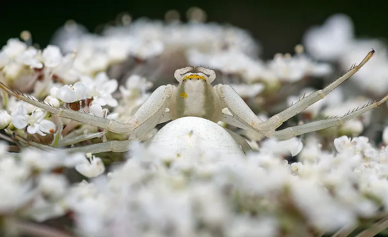 Mittagsführung «Magische Tierwelt»