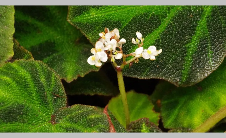 Faszinierende Blätter und Blüten – die Begonien