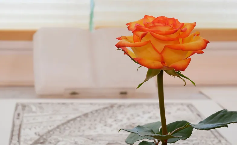Einführungskurs in die Lehre des Goldenen Rosenkreuzes