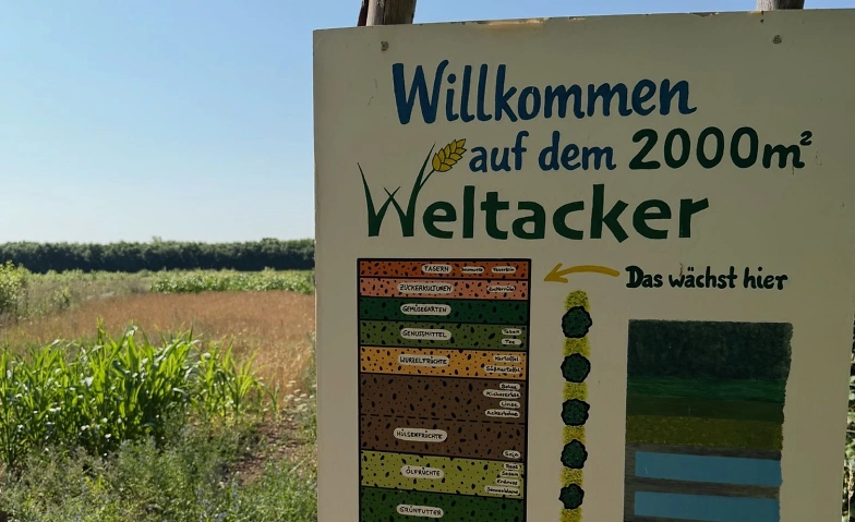 Sauerkraut fermentieren auf dem Weltacker